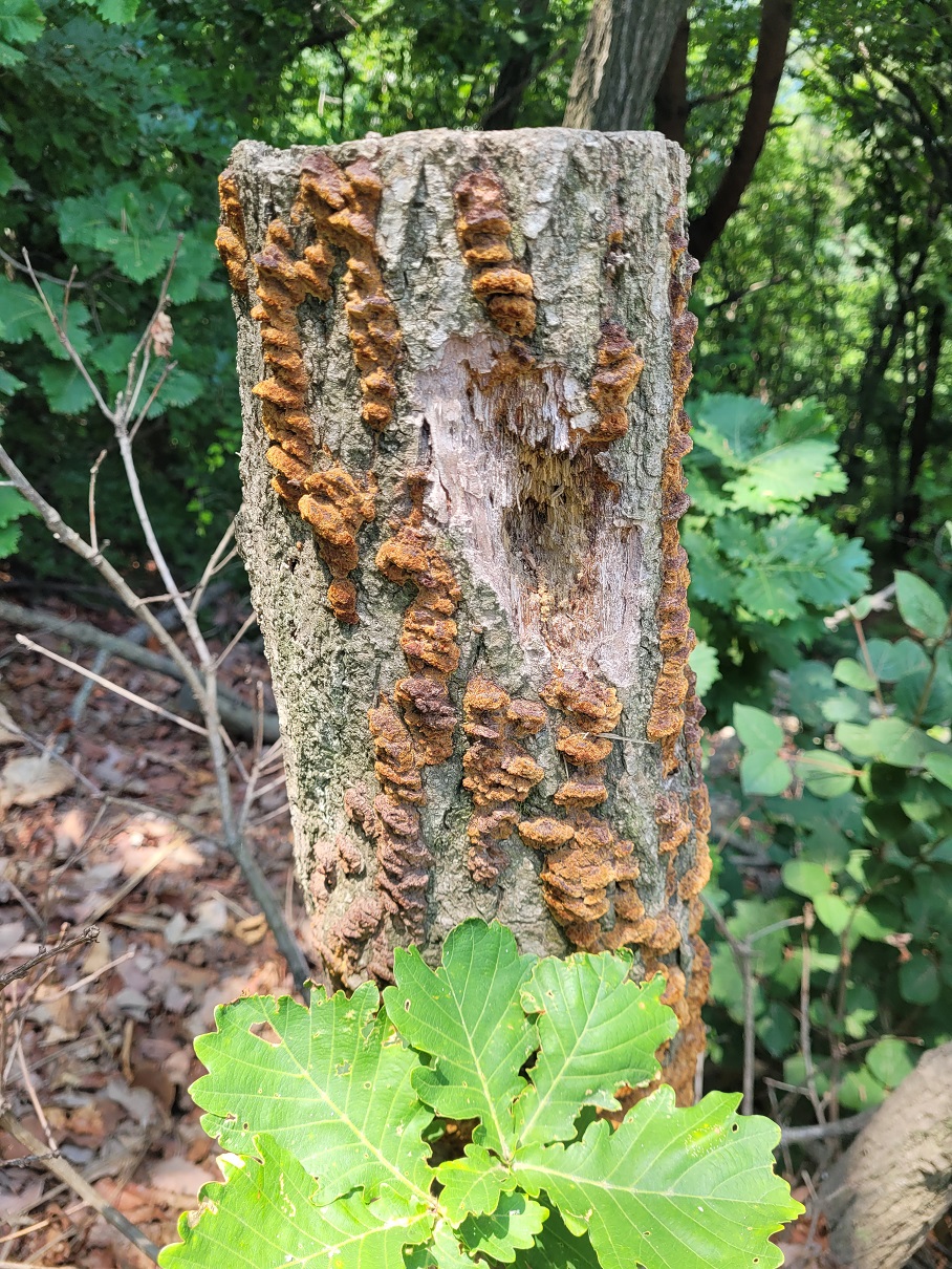 look at this! amazing