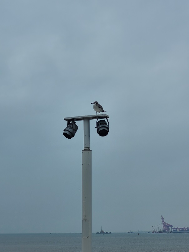 외로운 갈매기 형님