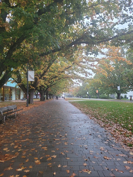 ## Rainy Reprieve: A Journey from Lab to Dorm
Of course, it often rains. This is on my way dorm from the laboratory.
