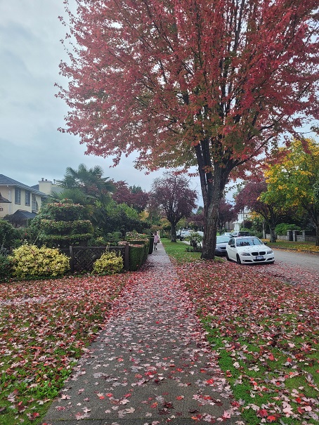 ## Autumn's Canvas: Streets Adorned with Fallen Leaves
Streets outside UBC also seem to have fallen leaves. So beautiful.