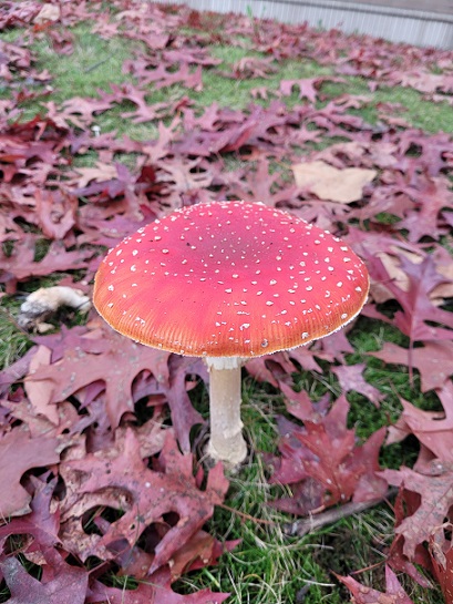 ## Fungal Fascination: The Allure of Mushrooms
So far I also found many new mushrooms, including the one above. It looks so charming, making me want to try it. But, people say pretty mushrooms are toxic? who knows. I wouldn’t try of course. I don’t want to die after 2 months of coming to Canada for my Ph.D. I’m just thinking this is so beautiful, and I think where would be the most Vancouver-like place in Korea when I go back later.