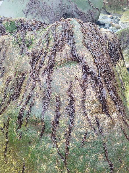 바닷물이 빠져서 그런지 바위에 미역들도 보였다. 원래 벤쿠버 사람들은 미역을 먹지 않는 듯 한데, 아직 미역을 어떻게 요리해야 맛있는지 모르는 듯 하다. 