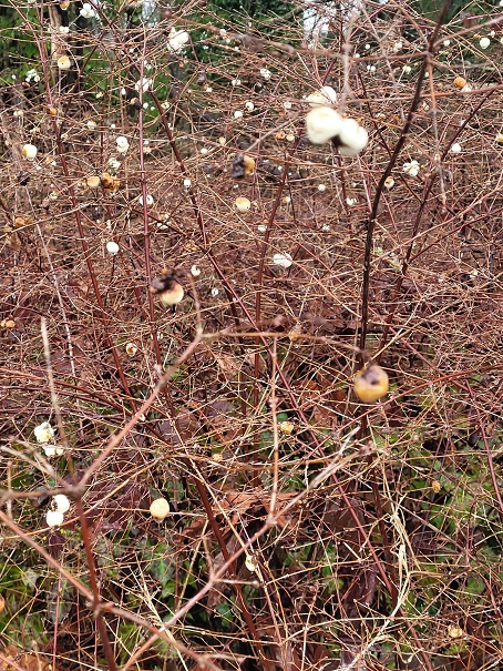 돌아오는 길에 팝콘이 달려있는 나무도 발견했다. 