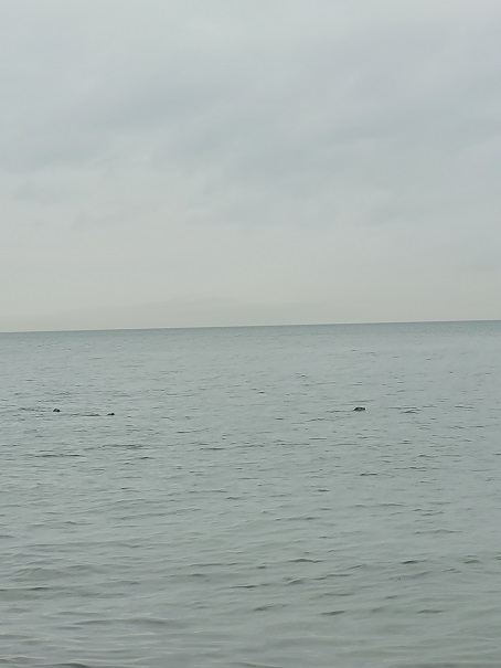 지나가던 물개 세 마리도 보였다. 사실 이 날 비가 와서 사람들이 별로 없어서 그런지 바다 수면 위로 고개를 빼꼼이 들고 수영하는 물개들이 꽤 많았다. 한 열 두 마리도 넘게 본 것 같다. 하지만 바다에만 있고 해변가로 나오는 것은 본 적이 없다. 해변가로 기어 나오면 더 좋을텐데..