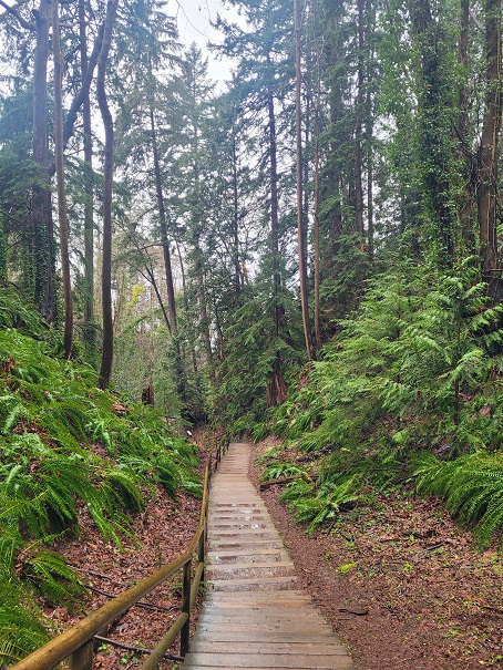 타워 비치에 내려가는 길은 생각보다 멀기 때문에 다리 운동을 각오해야 한다. 한 500여 개의 계단을 내려가야 해변가에 도착할 수 있다. 오늘은 비도 와서 내려가는 길에 사람도 거의 없고 고요했다. 비 내리는 자연이 무척 아름다웠다. 이끼 덮인 나무들과 풀들, 흙과 깨끗한 공기가 어우러져 있었다. 점점 지진으로 놀랐던 것이 진정되었다. 