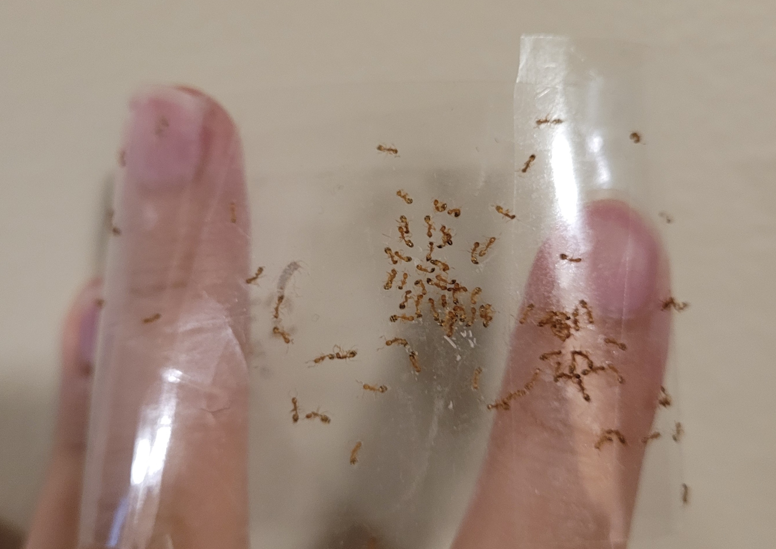 우리 집에는 개미가 많이 산다. 우리 집 앞에 보도 블럭들에 틈들이 있는데, 그 틈들 사이로 개 개미 떼 들을 볼 수 있다. 보이는 것만 해도 열 개가 엄으니 지하에 얼마나 많은 개미들이 살지 감도 안 온다. 그리고 조금만 걸어가면 에이치마트로 가는 삼거리에 보도블럭에 가끔 끔찍하리만큼 많은 개미들을 볼 수 있다. 처음에는 멀리서 봐서 뭔가 했는데 자세히 보니 수백 수천 마리의 개미였다. 다행인 것은 얘네들은 사람을 물지 않고 사람한테 큰 관심은 없다. 그리고 크기도 작고 갈색깔로 큰 혐오감을 주지는 않는다. 다만 음식 특히 냄새나는 음식을 밝히고 종이나 나무 등을 찾아서 알을 낳는다. 번식력이 너무 좋다. 

작년에는 더 심했던 것 같은데 날씨랑 큰 관련이 있는게 틀림 없다. 작년 밴쿠버는 올해보다 더 더웠다. 여름에 더워지니까 집안 곳옧에서 개미가 들끓었다. 아침에 일어나면 먼저 개미떼를 발견하고 줄 지어 가는 개미들을 테이프로 끔살하는 것이 일과의 시작이었다. 손이 잘 닿지 않는 곳이나 평소에 잘 안 보는 곳들에는 개미들이 아예 알을 낳고 군락을 이룬 경우도 여러 번 있었다. 그건 좀 혐오스럽다. 특히 종이 박스 같은 것을 좋아해서 몇 번이고 알과 개미들을 치웠다. 

그런 군락을 파괴하다보면 개미의 생존 본능을 보고 놀라움을 느끼게 된다. 일개미들은 그런 생명의 위협이 도래해도 알을 갖고 튄다. 어떻게든 아이들? 을 지키려는 본능이 무섭다. 

왠진 모르겠는데 문제는 밴쿠버 아마존에서 효과적인 개미 퇴치제를 찾을 수가 없다. 스프레이 제품이나 강력한 살충제? 그런게 법으로 금지되어 있는건지 잘 모르겠는데 밴쿠버로 배달이 안 온다. 그렇게 설정이 되어 있다. 동물들을 너무 사랑해서 그런 제품들을 못 쓰도록 막아놓은 건지 잘 모르겠다. 아무튼 효과적인 살충제를 쉽게 구매할 수는 없었다. 좀 애매한 개미 퇴치제가 있긴 한데 그건 효과가 있는지 모르겠다. 개미들 주변에 설치해놓으면 처음에 개미들이 몰려들다가 독성 물질을 집으로 들고 가서 군락 전체를 파괴하는 뭐 그런 제품이라는데 신뢰가 안 간다. 이걸 작년에 열 몇 개 설치해서 썹봤지만 개미를 퇴치하기에는 역부족이었다. 그냥 개미가 나오는 구멍을 테이프로 막거나 하는게 더 효과적이었다. 그리고 최대한 냄새 나는 음식을 빨리 버리고 집에서 종이로 된 물건은 모두 버리거나 꽁꽁 싸매서 써야 했다. 올해도 비슷한 일이 일어나고 있다. 

하지만 이 집은 원래 개미들의 것이 아니었을까? 원래 집주인일지도 모른다. 거기에 갑자기 인간이 들어와서 사는 것일지도 모른다. 굴럳르어온 돌이 원래 있던 돌을 모함하고 있는 것이다. 모르겠다. 개미를 잡아먹는 개구리 같은 것을 키울까 고민했지만 와이프가 싫어하는 관계로 무산되었다. 눈도 아프고 이거,, 빨리 구월 시월이 지나고 11월이 왔으면 좋겠다. 개미도 사라지고 날도 선선해지고 비도 오다보면 눈도 나을 것이다. 
