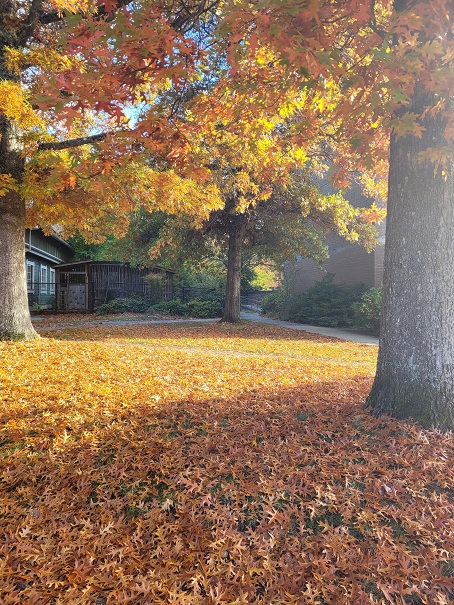 ## Nature's Therapy: Leaves, Benches, and Squirrel Contemplations
Leaves are falling and decorating the streets with their beautiful colors. The wide space, cool weather, and the fallen leaves heal my mind. When I study hard, I just come out and take a walk. Sitting on a bench and just seeing the sky and squirrels are natural mental cures. I really feel the power of nature.