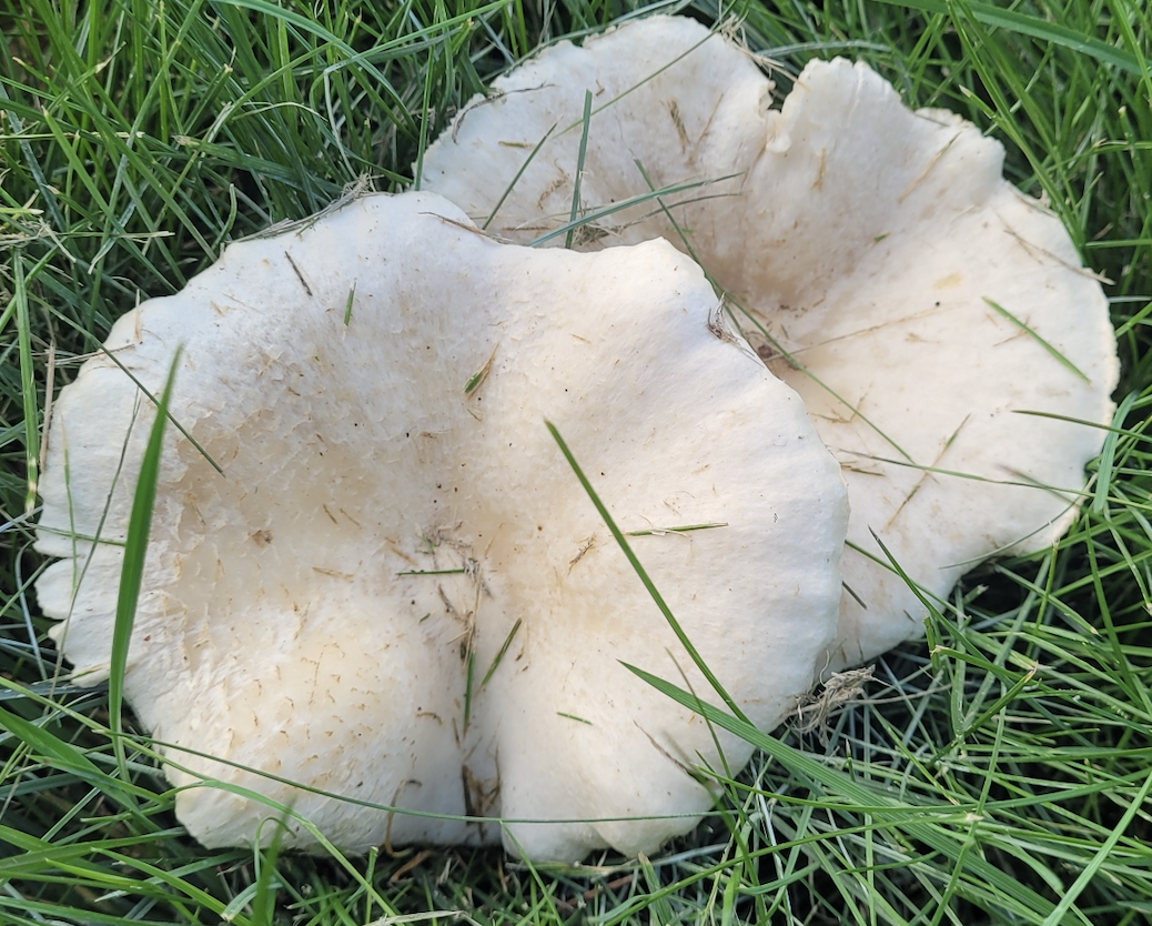    It has been about a month since I flew to Vancouver, Canada. In life, there are various periods. Once, you’ll focus on your life’s duties such as having relationships, making friends, traveling around, getting married, raising kids, etc. At other times, you’ll have to work hard to achieve your career goal and make money. It’ll be different for all people. To me, I had my Master’s degree time for 2 years, and working in the industry for 3.5 years. I think from time to time with this interval, I have changed the organization I belonged to, and now I’m here at UBC starting my Ph.D. journey. 
   Vancouver was a better place than I expected. I was in Downtown for the first 2 days. At that time, I felt Vancouver was quite a developed and safe place with many kind people. Then I moved to UBC where I found vast land and nature. The campus was so beautiful and full of fresh undergraduates. I did not know the importance of being close to conserved nature in my life. When you either work or study hard and are tired, I used to go back home and watch YouTube, which actually made me even more tired. However here, I go to the beach, gardens, and mountains. Being in nature, for once every breathing, my feeling gets better and better. That’s the power of nature. 
   The campus of UBC is quite wide so it can be called as a campus town. There are everything: restaurants, libraries, classrooms, laboratories, residences, concert halls, gardens, parks, gyms, beaches, markets, cafes, shops, museums, and more. 
   
