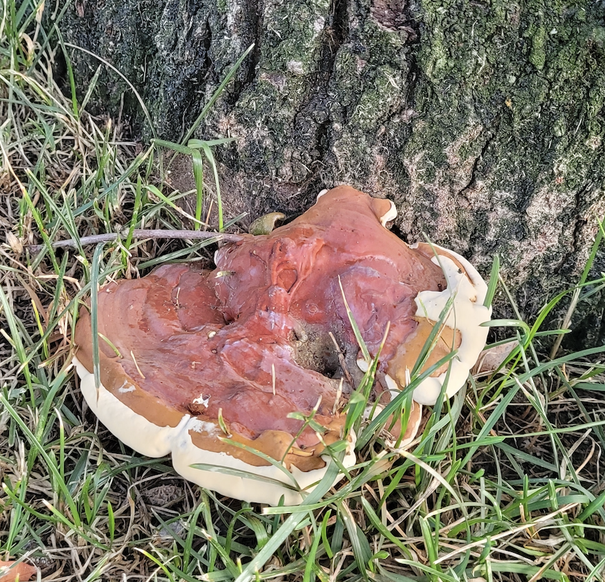 One thing I found beautiful was the mushrooms. They are big and they’re everywhere. When I went for hiking in Korea, I felt happy when I found mushrooms in the mountains. Here, I could find more. I attach some of the ones I found. I wonder if could develop an image classifier that predicts toxicity of mushrooms from their images..? People say pretty ones have poison. But why and how do they know..? Of course, I wouldn’t try them. 