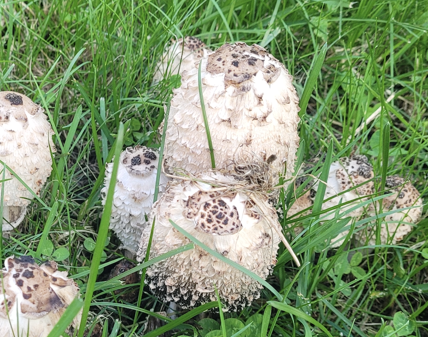 The overall impression is that people are more chilled out and relaxed compared to Korea, especially Seoul. So I think Vancouver would be a perfect place for people who prefer a peaceful and calm place with less crowds and competition. If you like nature, it's also perfect. 