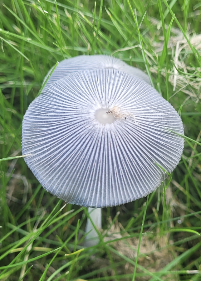 But if you care about convenience, it may not be the best place. I feel like the banking system, government system, and generally other facilities are slower than in Korea. Maybe the Korean system is too fast. Public transportation in Korea is awesome. 