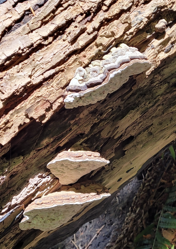 I think I'm lucky to be in Saint John's College, which is the residence I'm living in. Here, they provide breakfast and dinner every day except Saturday. It's very convenient and I can save a lot of time for cooking and washing the dishes. The price is quite reasonable also. As people have meals together, we can make friends and just naturally get to know each other. Here, people value conversation and multi-cultural aspects. It's really a good place for an international student like me. Of course, there are tons of non-residential events at UBC though. 