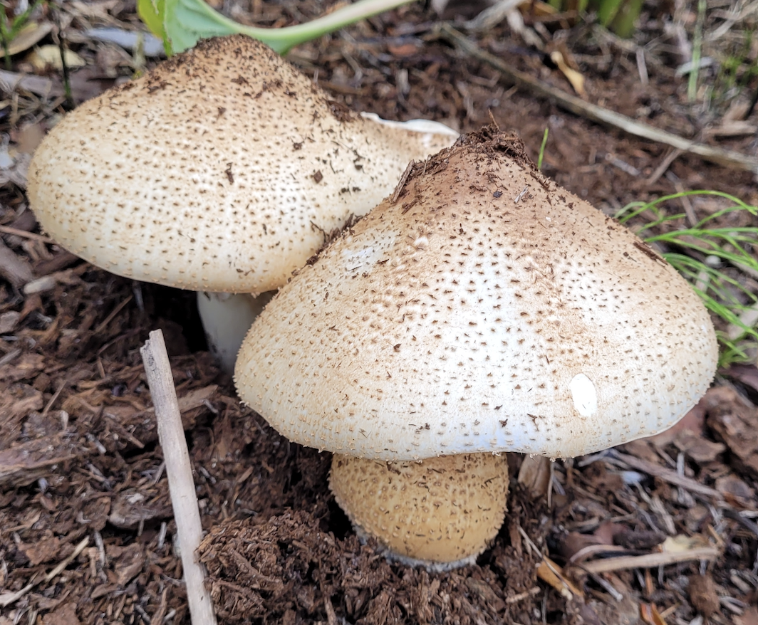 The commodity price is generally higher than in Seoul. I heard especially the price of house rent is really expensive so that many people live together with flatmates. For students like me, this is not a problem though, once I met Korean people outside UBC, all people said things about the housing prices. This can be the biggest obstacle to living in here. 