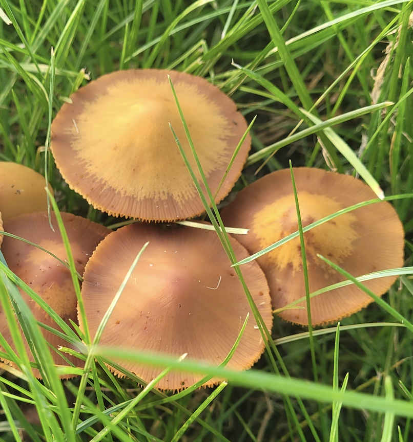 About nature, I once went to Bunzhen Lake near Port Moody. The water was crystal clear. I could almost see through the lake inside. While tracking through the course, we found bears! They were real wild bears. Two baby bears happily played and their mother followed them. At first, I felt a bit scared. However other people didn't seem to be too much surprised and they seemed to know how to just get by. It may be a common scenery for Canadian hikers. 