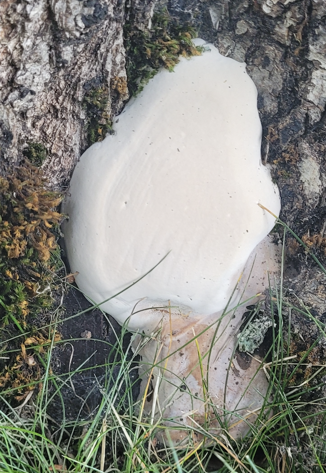 One thing to lastly mention is the culture. Here, there are so many social events. There is a sufficient amount of social events in my residence though, there are more department-level and school-wise even in the semester. I like this energy and vibrance. It lets people be connected, exchange conversations, and become friends. I also felt it's easier to organize one as well. Where you come from, what your major is, and what your goal is do not hold you back. They are interesting topics to other people. 