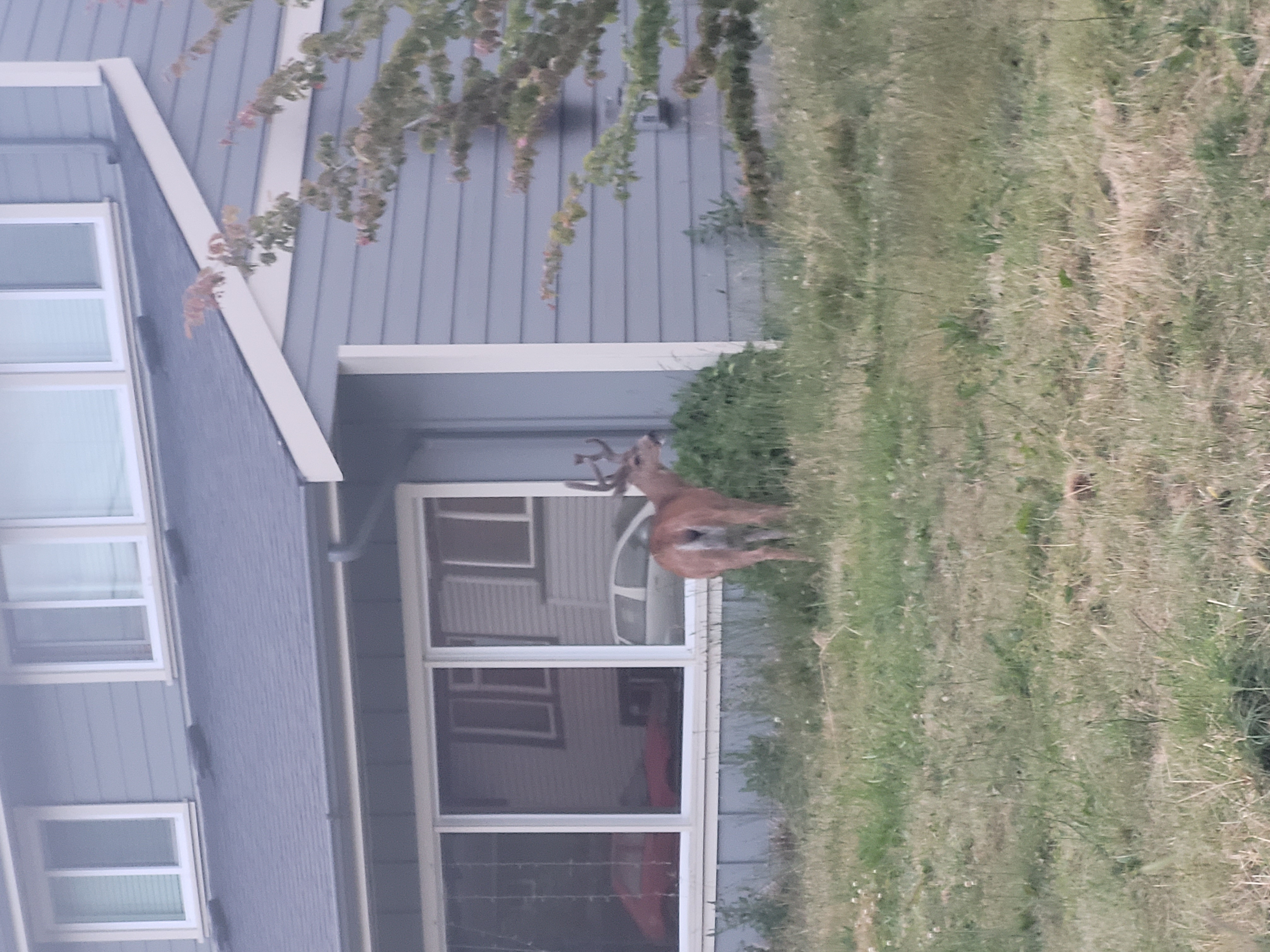 근처 빅토리아 섬에 놀러 갔다가 사슴을 보았다. 생각보다 커서 조금 무서웠다. 